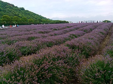 薰衣草