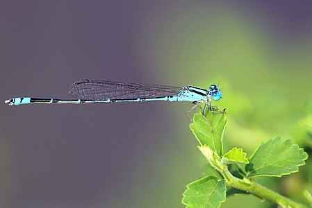 Pseudagrion microcephalum male