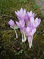 Colchicum autumnale clump