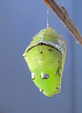 Pupa