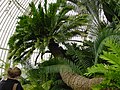 Encephalartos altensteinii