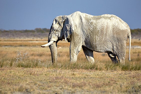 African bush elephant (loxodonta africana) old bull on his way to water near Namutoni in Etosha National Park Namibia