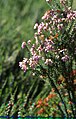 Erica terminalis