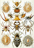 蛛形纲 （Arachnida）