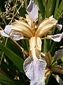 Iris foetidissima