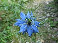 Nigella damascena