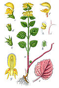 Botanical illustration of Lamium galeobdolon published in 1796 by Johann Georg Sturm