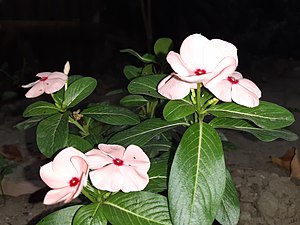 Off-white Catharanthus roseus