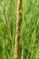 Muhlenbergia rigens