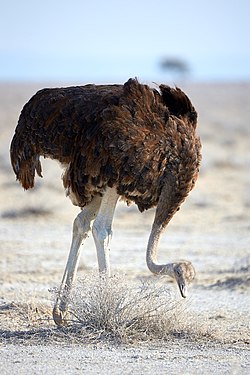 Common ostrich (struthio camelus) near Okaukuejo in Etosha