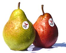 Lenticels on Williams pear varieties