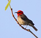 Red-headed myzomela