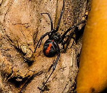 Redback Spider Latrodectus hasselti, Myall Park Botanic Garden, Glenmorgan, Queensland Australia
