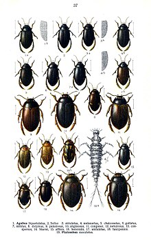 Agabus bipustulatus