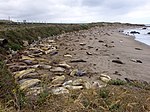 象海豹聚集于美国加利福尼亚州海滩