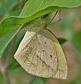 In Hyderabad, India