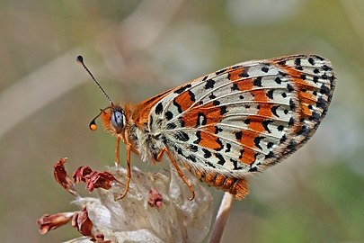 Spotted fritillary Melitaea didyma North Macedonia