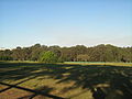 Sydney Turpentine-Ironbark Forest, Concord West, NSW.