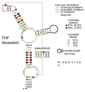 Tetrahydrofolate riboswitch: Secondary structure for the riboswitch marked up by sequence conservation.