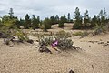 Blooming in the Chara Sands