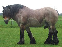 Heavy horse (Belgian).