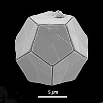 钙板金藻（定鞭藻门）具矿化的外壳（颗石粒，其成分为碳酸钙[31]）
