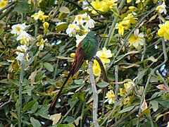 A male red-tailed comet in Cordoba, Argentina.