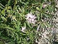 Dianthus hyssopifolius