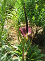 Dracunculus vulgaris fading