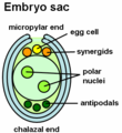 Ovule with embryo sac