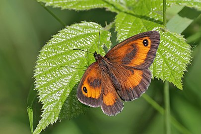 Gatekeeper Pyronia tithonus ♂ England, UK