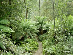 Rainforest in Tasmania's Hellyer Gorge is considered a Gondwanan relic.
