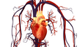 Heart illustration with circulatory system