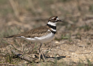 A Killdeer at Heislerville WMA, NJ