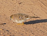 Long-tailed ground dove