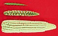 Image 21The creation of maize from teosinte (top), maize-teosinte hybrid (middle), to maize (bottom) (from History of agriculture)