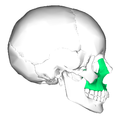 头颅的侧视图。上颌骨的位置(显示为绿色)。