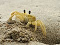 Atlantic ghost crab (Ocypode albicans), known as "maria farinha" (lit. "flour Mary")