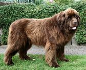 A brown Newfoundland