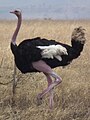 The common ostrich