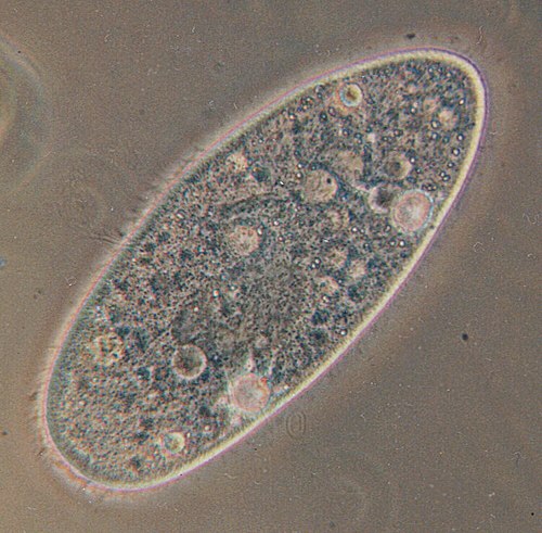 Paramecium aurelia, the best known of all. The bubbles throughout the cell are vacuoles. The entire surface is covered in cilia, which are blurred by their rapid movement. Cilia are short, hair-like projections that help with locomotion.