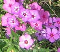 Phlox drummondii color variations.