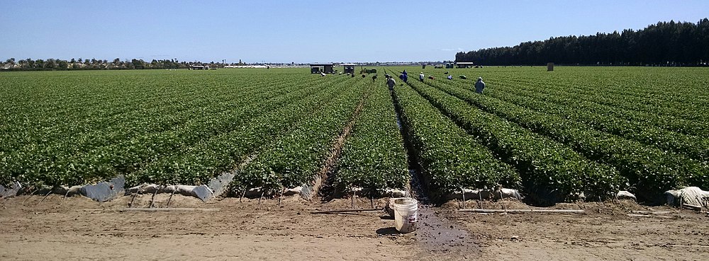 Strawberry field, workers harvesting, northwest Oxnard