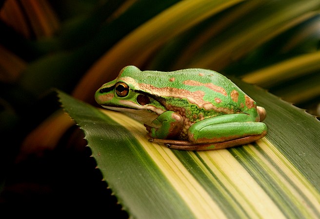 圖為一隻罕見的綠紋樹蛙（Litoria aurea）。在1860年代後期，奧克蘭環境適應協會從悉尼接收了幾批這種青蛙並進行了放生。在南島已經進行了幾次重建該物種種群的嘗試。