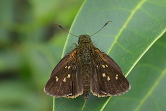 Dorsal view