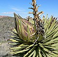 Yucca brevifolia