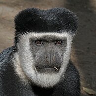 male C. g. guereza At the Amora Gedel Park in Awassa, Ethiopia