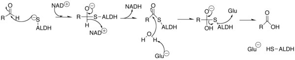 Mechanism of Aldehyde Dehydrogenase