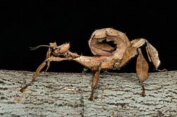 Cryptic stick insect Extatosoma tiaratum sways in the wind like foliage.