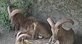 髯羊在佩根頓動物園。